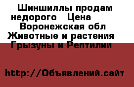 Шиншиллы продам недорого › Цена ­ 700 - Воронежская обл. Животные и растения » Грызуны и Рептилии   